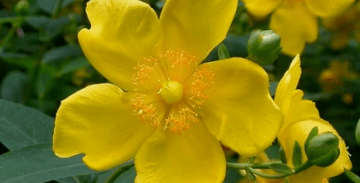 Herbs to increase efficiency