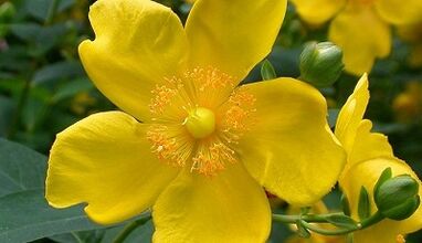 How to increase efficiency with folk medicine